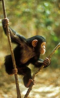 Chimpanzee